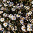 Asters  Stauder