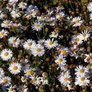 asters__kalimeris__incisa_