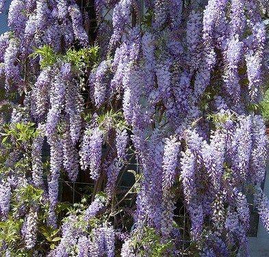 blåregn__sinensis_prolifi__blålilla__4080_cm__med_potte_eller_klump__wisteria_sinensis_prolifi__