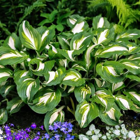 funkia__hosta_undulata_mediovariegata