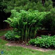 storkonval__polygonatum__multiflorum_