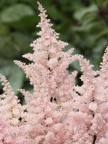 astilbe__peach_blossom_