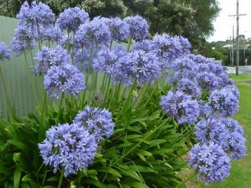 skærmlilje__agapanthus__africanus_