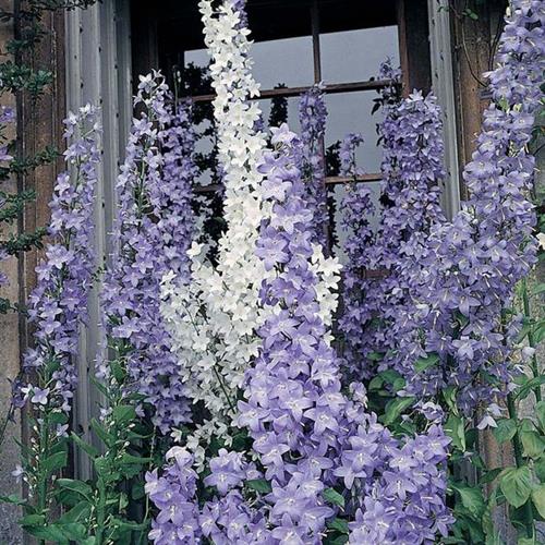 pyramideklokke__campanula__pyramidalis_