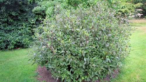 kornel__sortgrenet__cornus_alba_kesselringii_