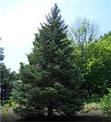 concolor__Ædelgran__langnålet__abies_concolora__mp-15_