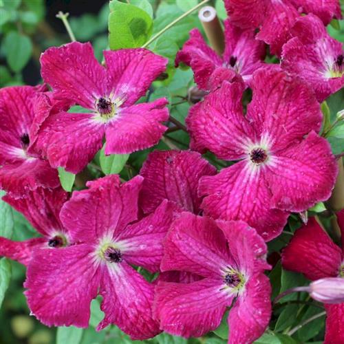 clematis__viticella__kermesina__rød_med_hvid_midte__leveres_med_potte__småblomstrende__mp-34_