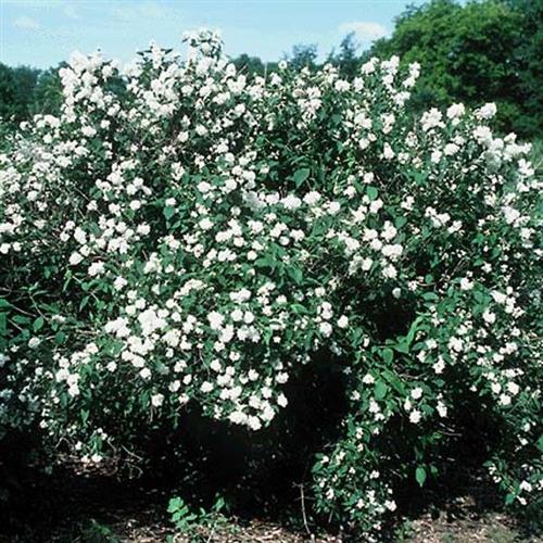 Bouquet Blanc. Philadelphus Cymosus. Priser 6,17 kr. - planteskoler.dk