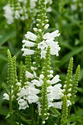 drejeblomst__physostegia_virginiana_alba