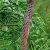 kryptomeria__cryptomeria_japonica_rasen_sugi___