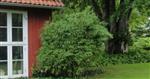 Bambus Haveplanter