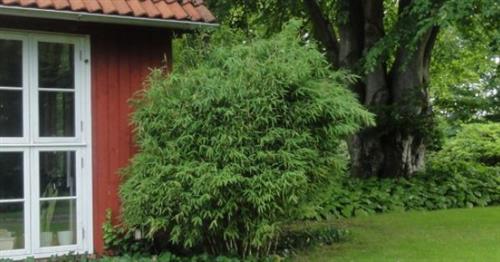 bambus__panda__haveplanter_hegnsplanter_hæk__fargesia_murielae_panda___