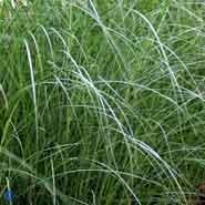 elefantgræs__kleine_fontäine__miscanthus_sinensis_