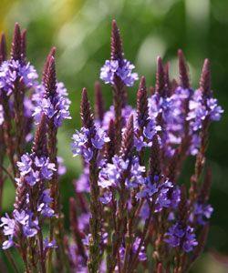 spydverbena__verbena_hastata_blue_spires