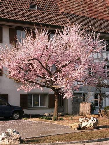 japansk_kirsebær__accolade__5080_cm_med_p9_potte__prunus_subhirtella_