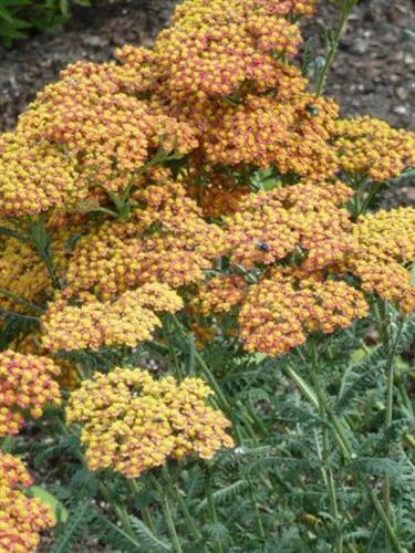 røllike__achillea_safran
