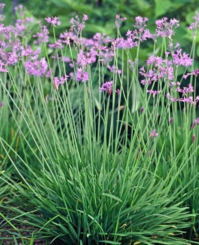 hvidløg__sød__tulbaghia_violacea_