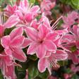 Tilbud Azalea Rhododendron