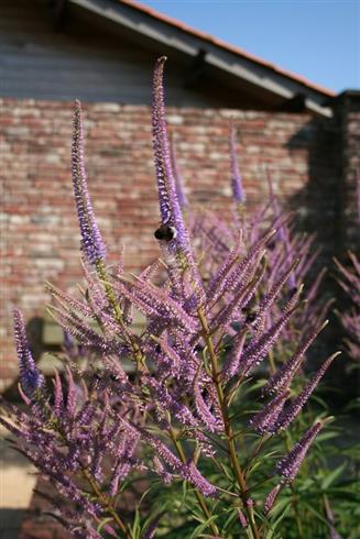 Ærenpris_virginsk__veronicastrum_virginicum_red_arrows