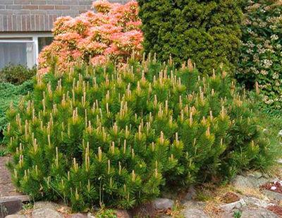Pinus Mugo Var Mughus. Priser fra 5,15 - planteskoler.dk