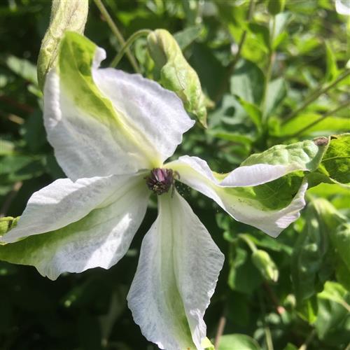 clematis__viticella__alba_luxurians__hvid_med_grønne_spidser__leveres_med_potte__småblomstrende__mp-34_