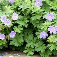 pragtstorkenæb__lyslilla_blomster__geranium__himalayense_