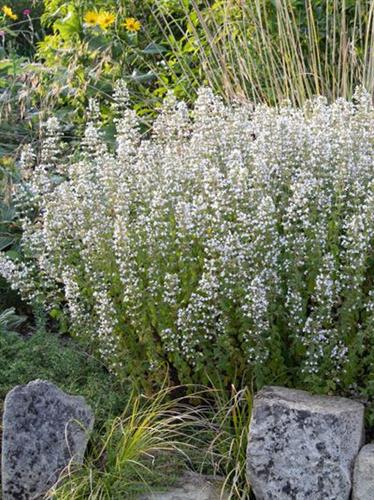 bjergmyntehedemynte__calamintha__nepeta_