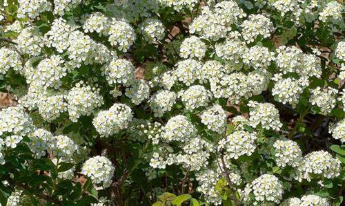 spiræa__hvid__june_bride__2050_cm__spiraea_nipponica_japonica__leveres_i_p9_potte_