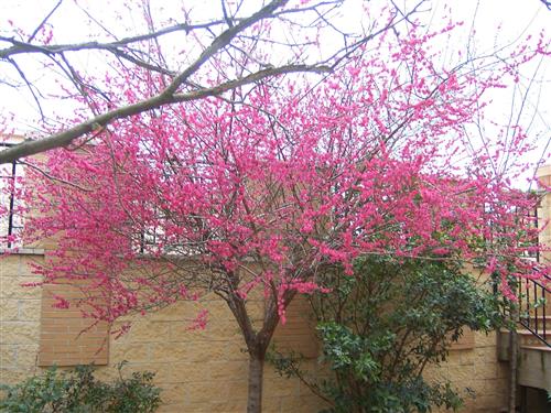 japansk_abrikos__prunus_mume_beni-chidori___