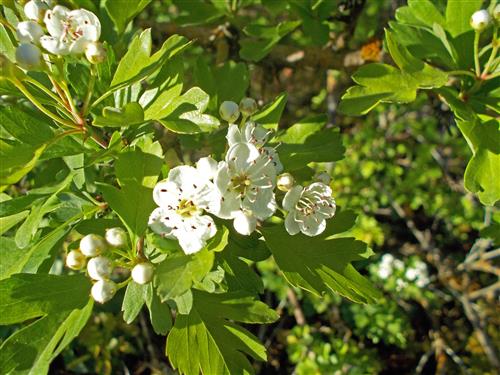 tjørn__engriflet__skovplante_-_hækplante_-_allétræ_-_crataegus_monogyna__