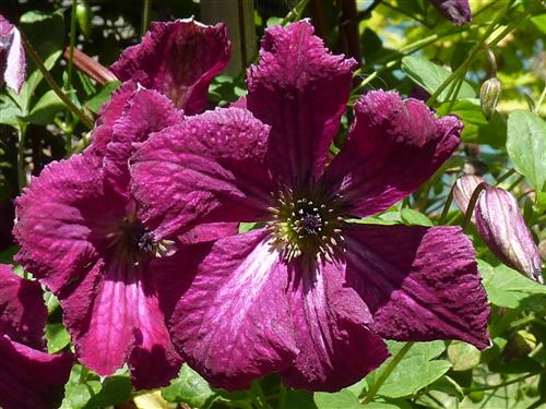 clematis__viticella__rubra__rød__leveres_med_potte__småblomstrende__mp-34__