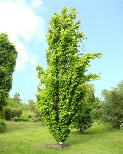 søjle__guldbøg__dawyck_gold__fagus_sylvatica_dawyck_gold__haveplanter_allétræer__