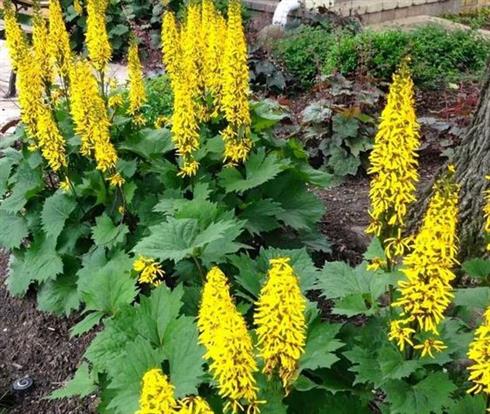 nøkketunge__ligularia_stenocephala_the_rocket