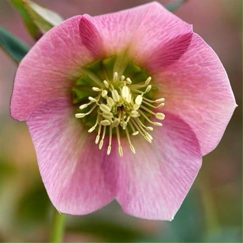 julerose__helleborus_orientalis_pretty_ellen_pink
