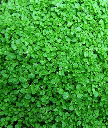 fruemynte__krydderurt__mentha_requienii_