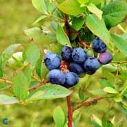 blåbær__duke__frugtbusk__vaccinium_corymbosum__mp-34__bivenlige_planter_
