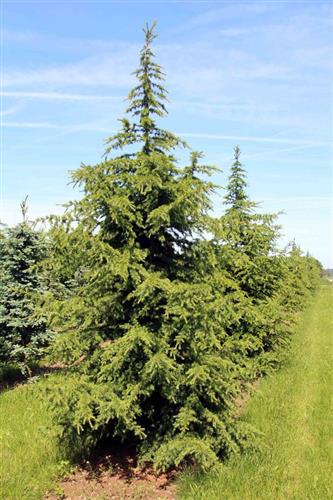 libanon_ceder__cedrus_libani_