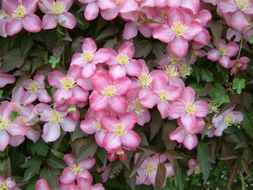 clematis__montana__freda__dyb_rosarød_med_mørkt_løv__leveres_med_potte__småblomstrende__
