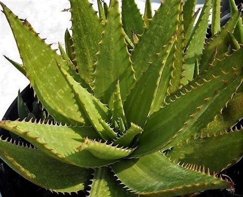 aloe_vera__barbadensis_miller_