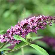 sommerfuglebusk__ile_de_france__2050_cm_med_p9_potte__buddleja_davidii_