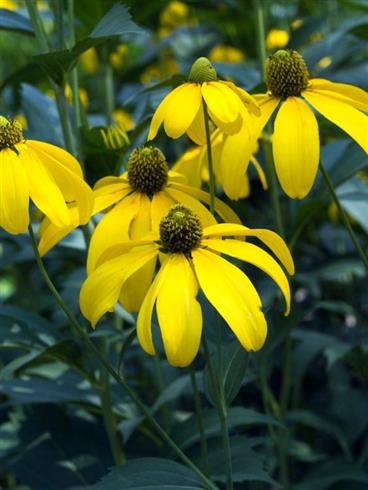 solhat__rudbeckia_nitida_herbstsonne