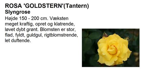 goldstern__guldgul__slyngrose__