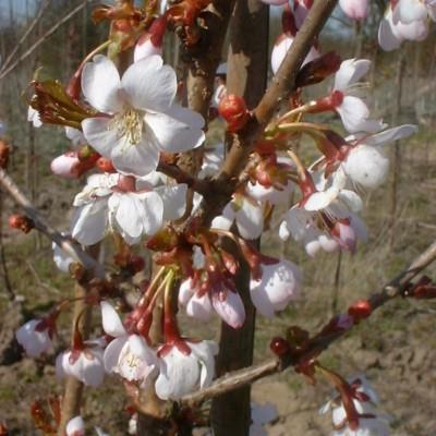 japansk_kirsebær__spire__5080_cm_med_p9_potte__prunus_hillieri_