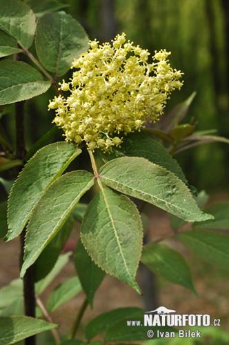 hyld__racemosa__druehyld__sambucus_racemosa_