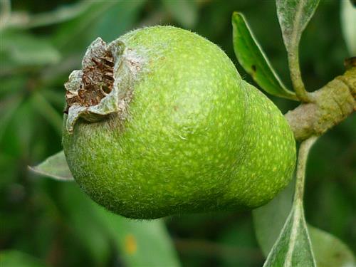 prydpære__pyrus_salicifolia_