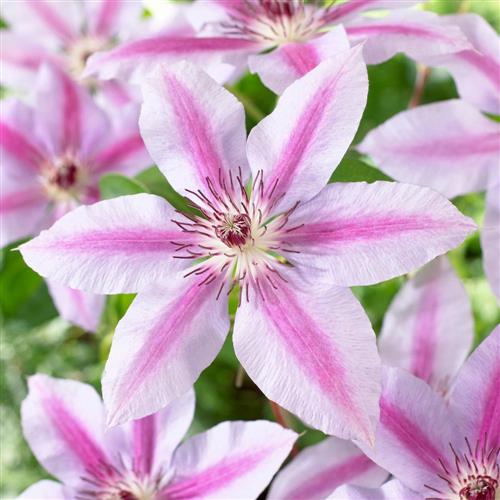 clematis__nelly_moser__lys_rosa_med_mørke_striber__leveres_med_potte__storblomstrende__mp-34_