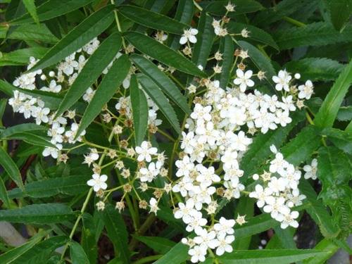 røn__japansk_røn__sorbus_dodong__commixtra__carmencita__haveplante_allétræer_