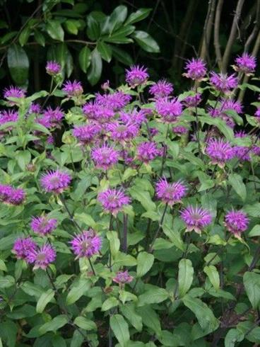 hestemynte__monarda_blaustrumpf