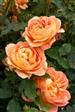 Engelsk rose Roser 
