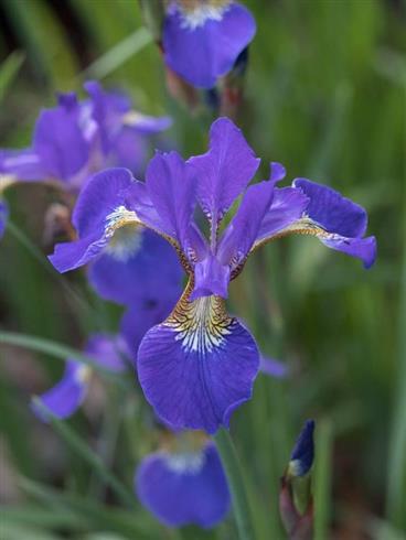 iris_sibirica_blue_king